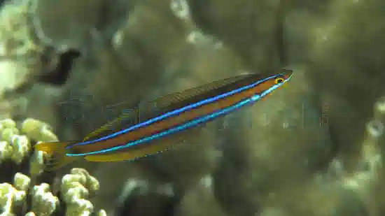 Bluestriped Fangblenny